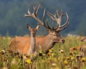 Hunting Destinations