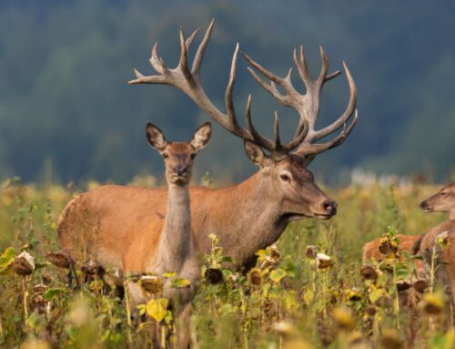 Hunting Destinations in 2024