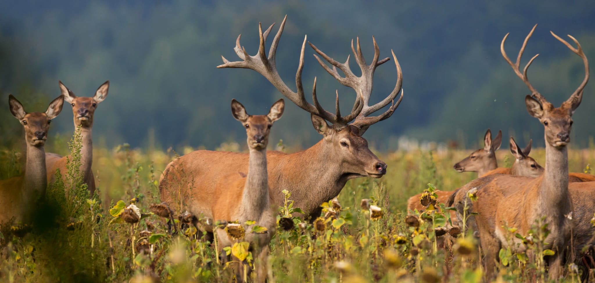 Hunting Destinations