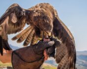 Hunting Falconry