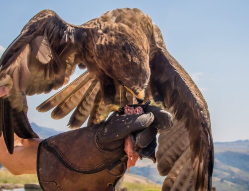 Hunting Falconry