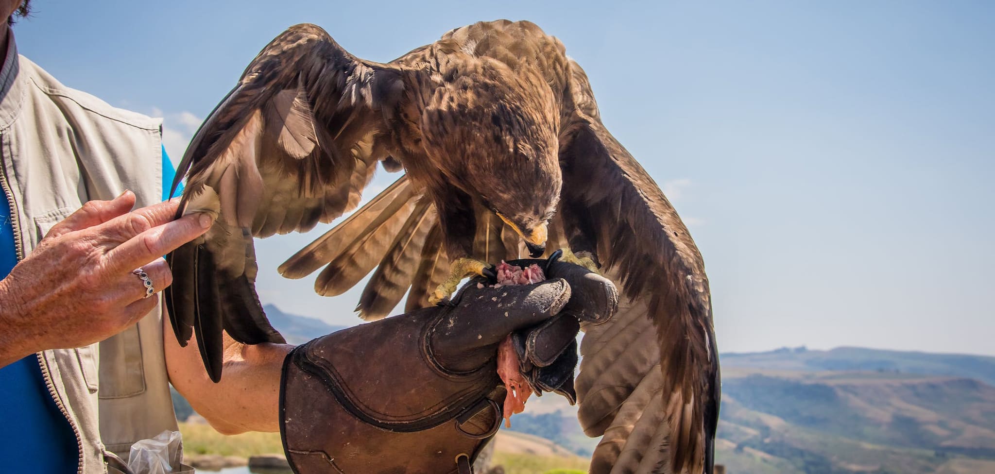 Hunting Falconry